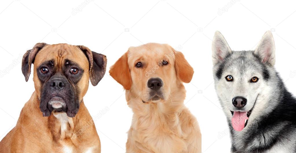 Three different adult dogs