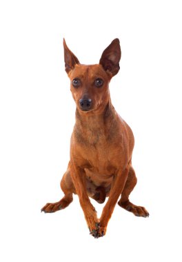 güzel kahverengi köpek