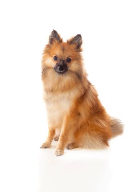 Güzel kahverengi Pomeranian köpek