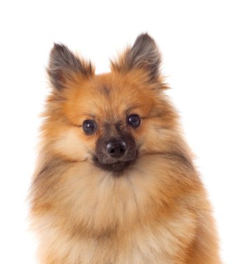Güzel kahverengi Pomeranian köpek