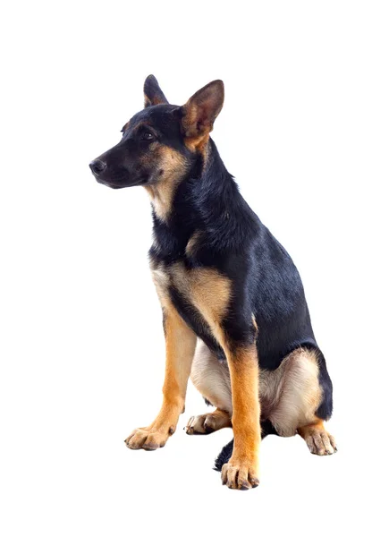 Jovem pastor alemão cão — Fotografia de Stock