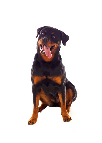 Chien Rottweiler adulte — Photo