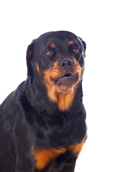 Дорослий собака ротвейлер — стокове фото