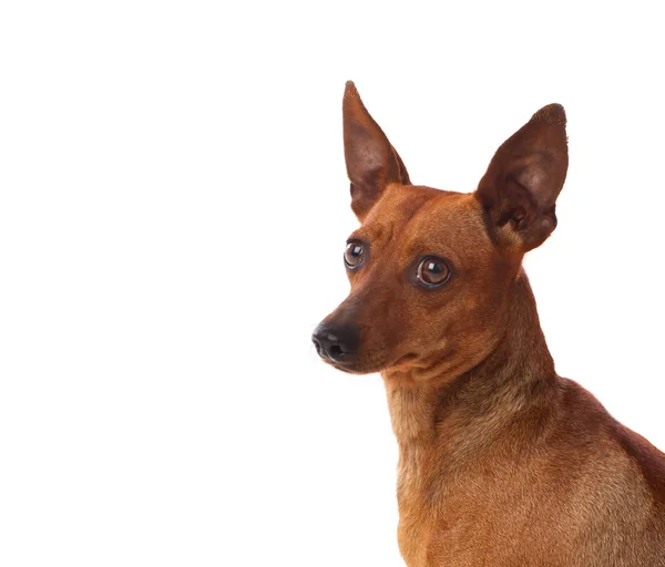 Prachtige bruine hond — Stockfoto