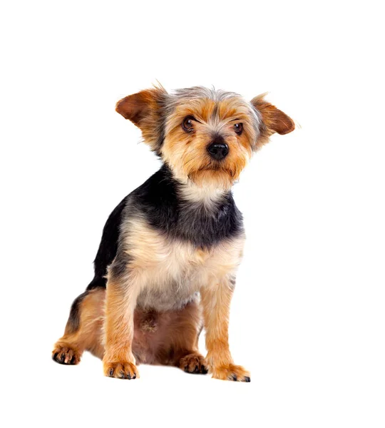 Kesilmiş saçlı sevimli küçük köpek — Stok fotoğraf