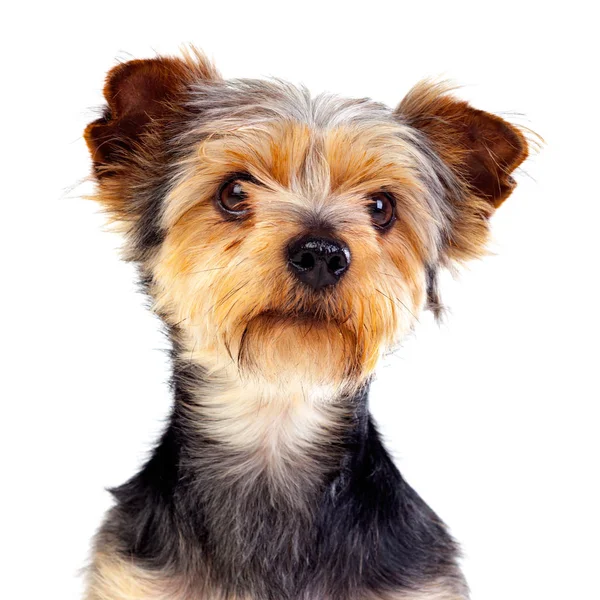 Cão pequeno bonito com cabelo cortado — Fotografia de Stock