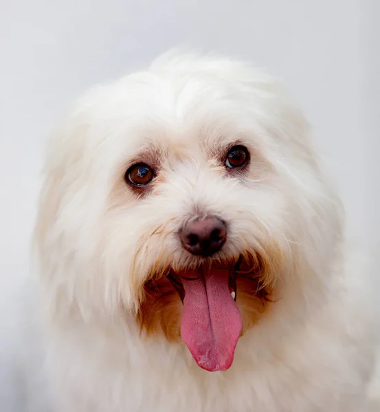 Weißer Hund mit langen Haaren — Stockfoto