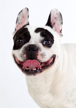 Tatlı Fransız bulldog 'u