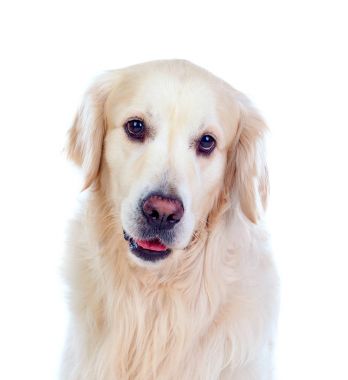 Güzel golden retriever