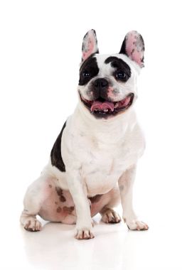 Tatlı Fransız bulldog 'u
