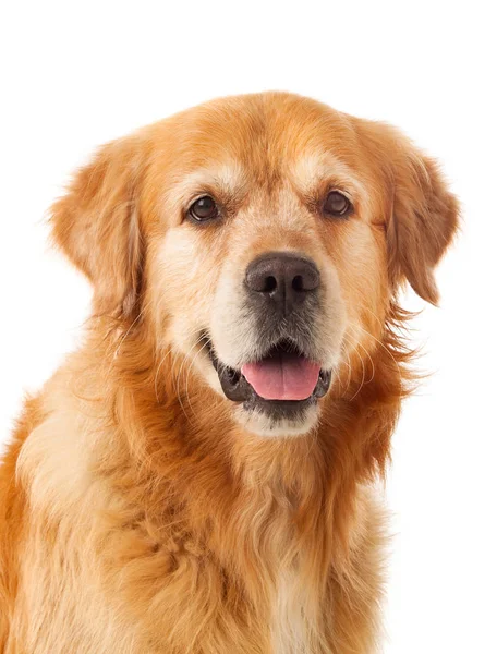 Krásný zlatý retrívr pes — Stock fotografie