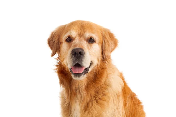 Piękny pies golden retriever — Zdjęcie stockowe