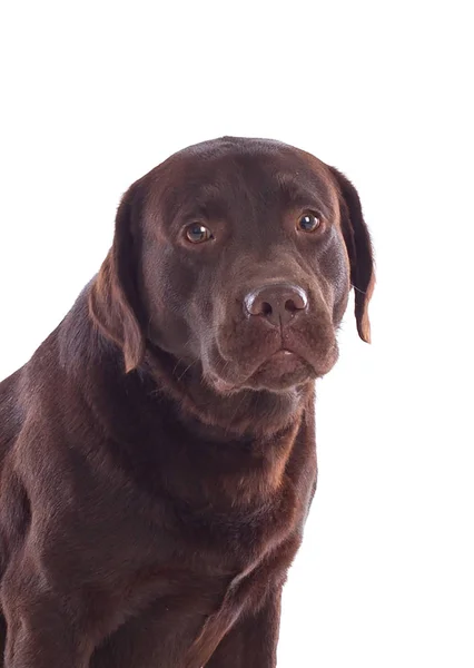 Vacker svart Labrador hund — Stockfoto