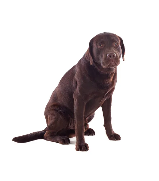 Schöner schwarzer Labrador Hund — Stockfoto