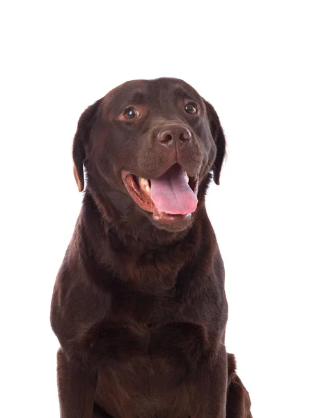 Hermoso perro Labrador negro — Foto de Stock