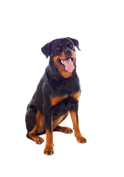 Volwassen hond van de Rottweiler — Stockfoto