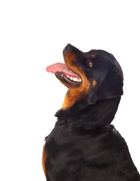 Felnőtt Rottweiler kutya — Stock Fotó