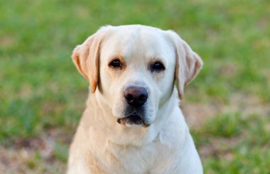 Beautigul sarı altın Labrador 