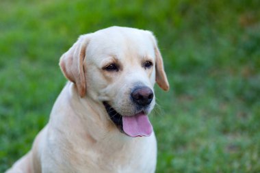 Beautigul sarı altın Labrador 