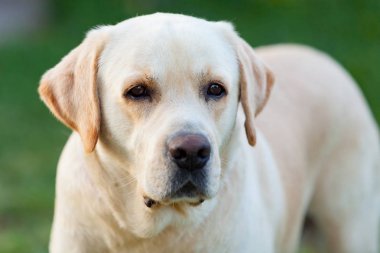 Beautigul sarı altın Labrador 