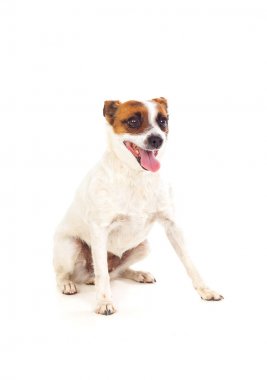 güzel küçük köpek 