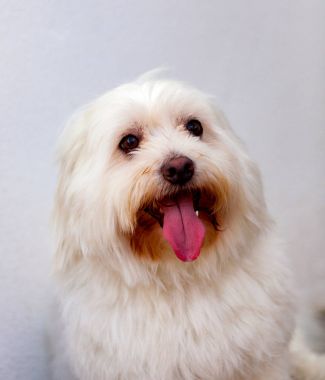 uzun saçlı beyaz köpek