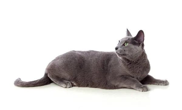 Adorable chat gris aux yeux verts — Photo