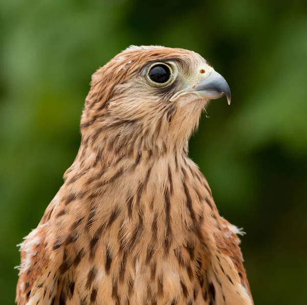 Ung tornfalk med vacker fjäderdräkt — Stockfoto