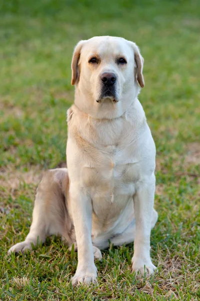 Beautigul sarı altın Labrador — Stok fotoğraf