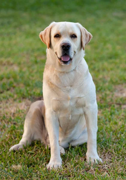 Wunderschöner gelb goldener Labrador — Stockfoto