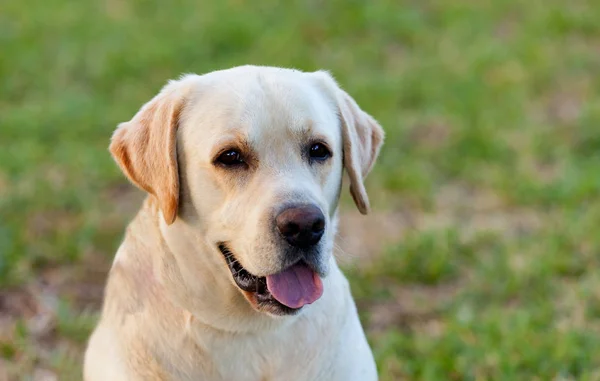 Beautigul Yellow Golden Labrador — Stock Photo, Image