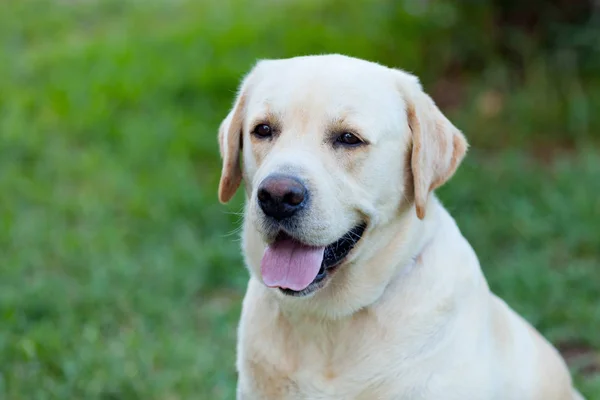 Beautigul giallo dorato Labrador — Foto Stock