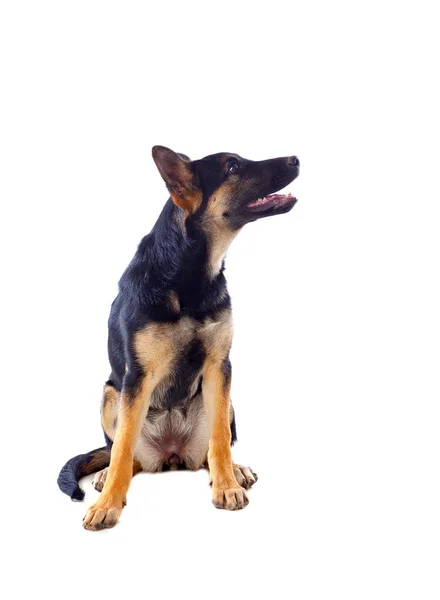 Jovem pastor alemão cão — Fotografia de Stock