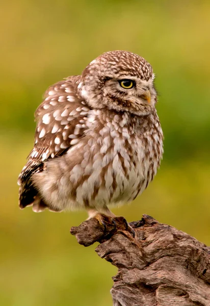 Cute little owl — Stockfoto