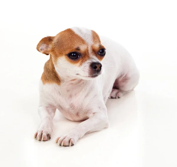 Маленька коричнево-біла собака — стокове фото