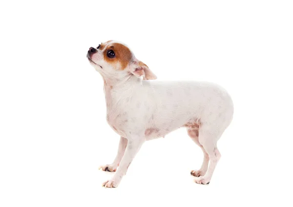 Küçük kahverengi ve beyaz köpek — Stok fotoğraf
