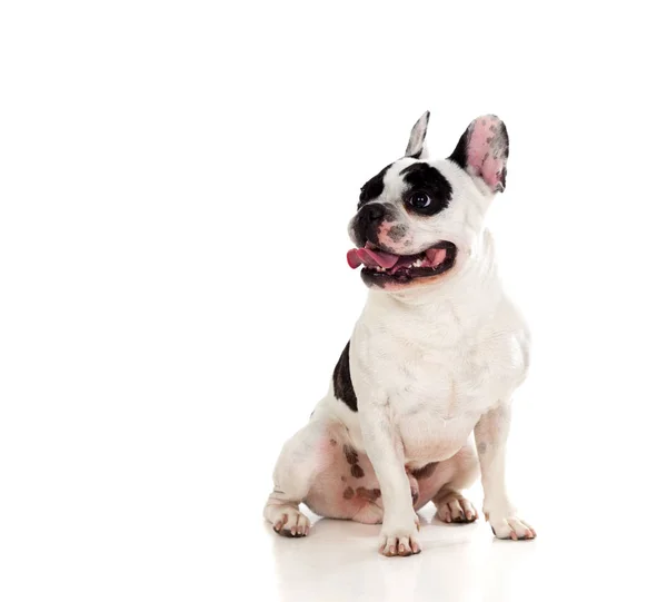 Cute little bulldog — Stock Photo, Image