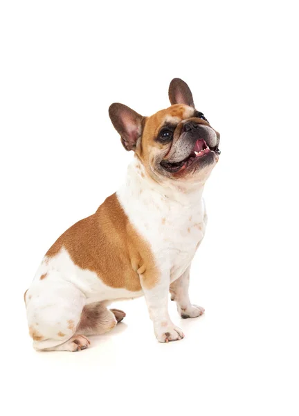 Schattige kleine bulldog — Stockfoto