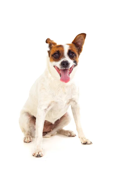 Cão pequeno bonito — Fotografia de Stock