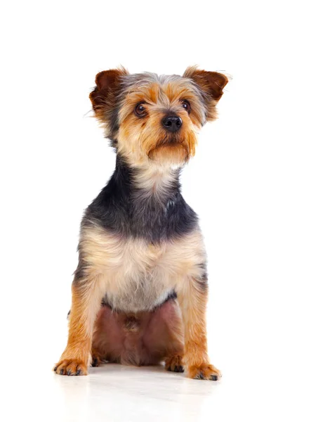 Cute small dog with cutted hair — Stock Photo, Image