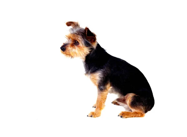 Ładny mały pies z cięcie włosów — Zdjęcie stockowe