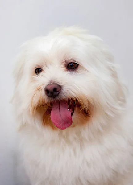 Weißer Hund mit langen Haaren — Stockfoto