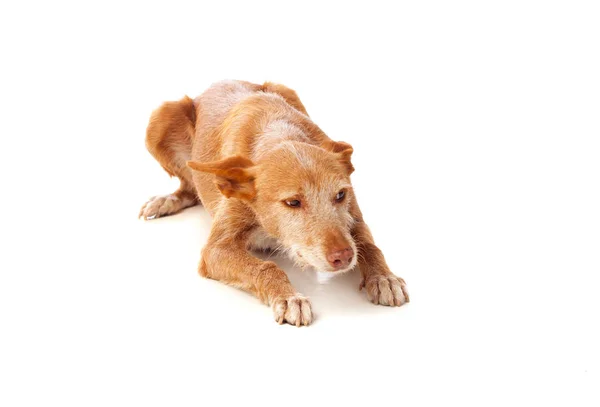 Krásný pes pes — Stock fotografie