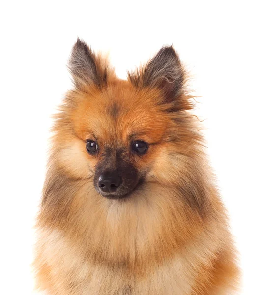 Güzel kahverengi Pomeranian köpek — Stok fotoğraf