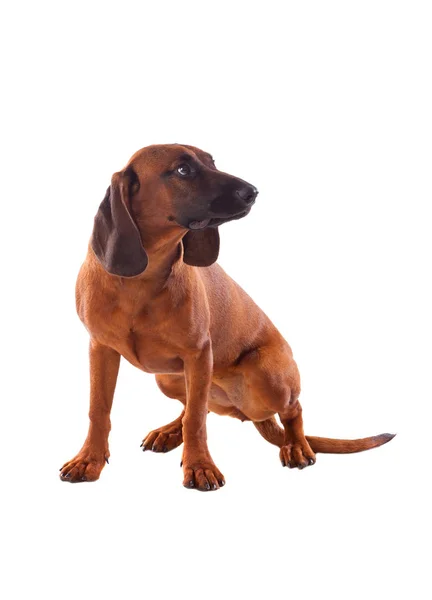 Brown hound of Bavarian — Stock Photo, Image