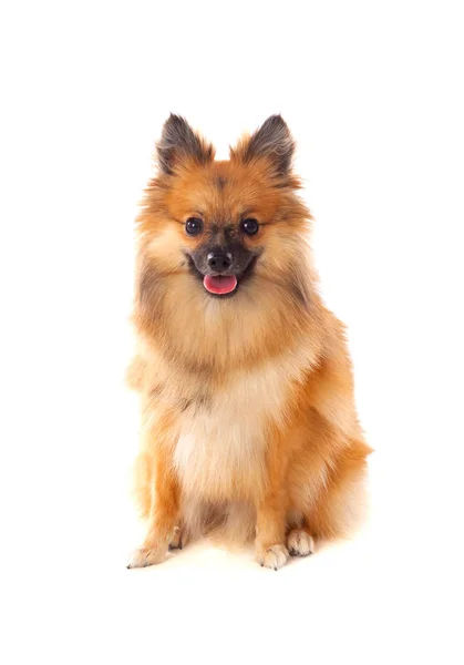 Schöner brauner Pommernhund — Stockfoto