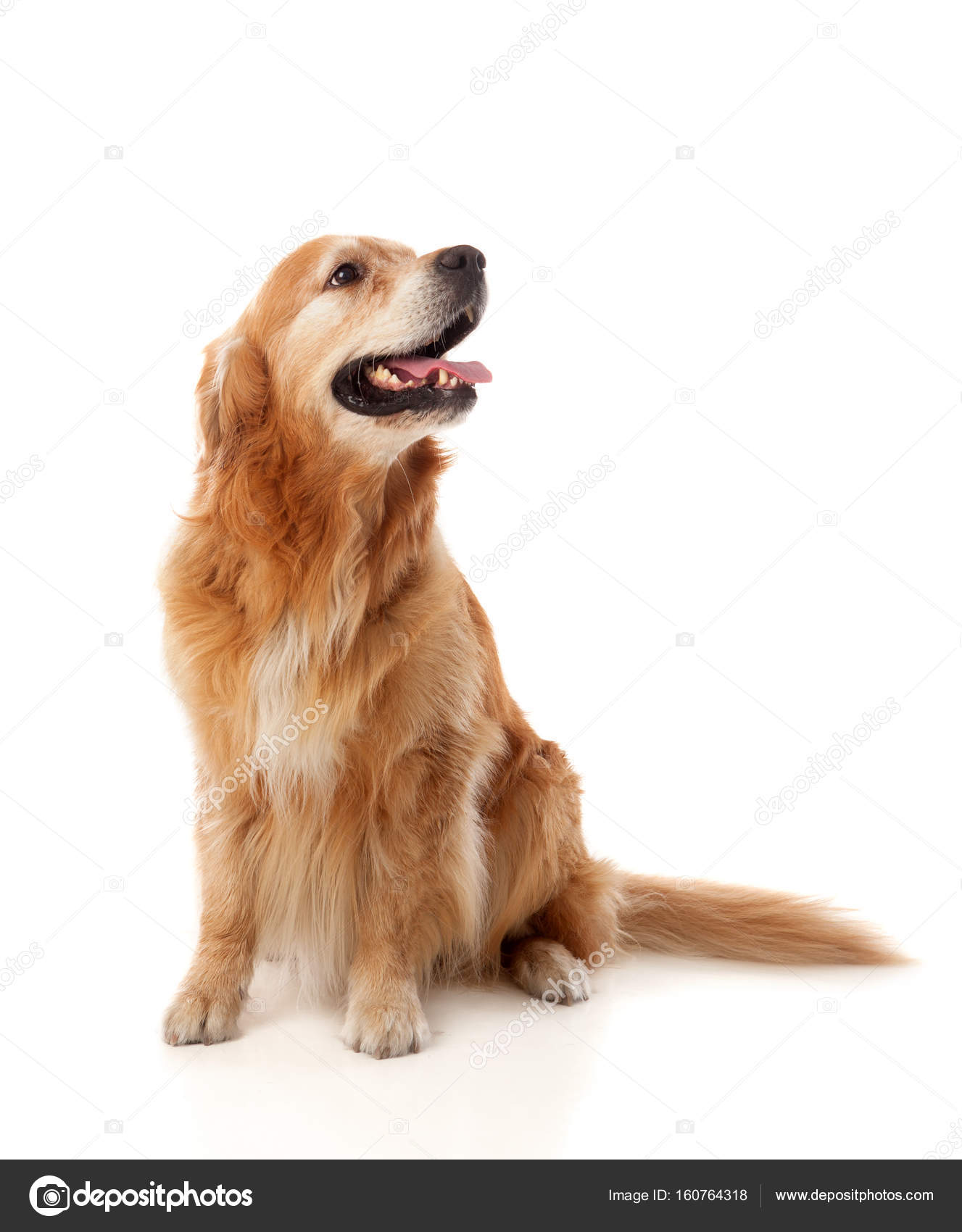 Sitting Golden Retriever dog breed — Stock Photo © Gelpi 160764318