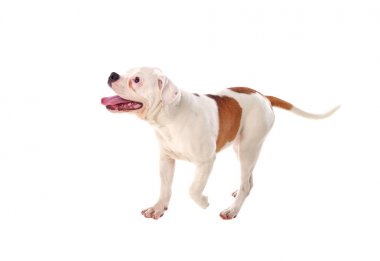 Amerikan Bulldog ayakta 