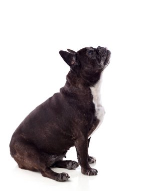 Oturma bulldog arıyorum