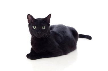 Sarı gözlü kara kedi.  